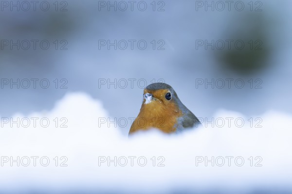 European robin (Erithacus rubecula) adult bird in a snow covered garden in winter, England, United Kingdom