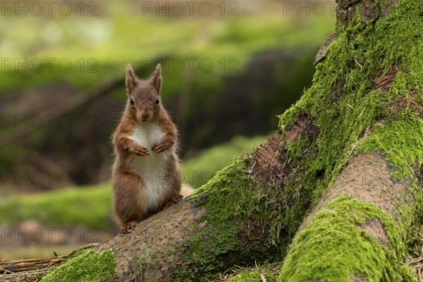 Red squirrel (Sciurus vulgaris) adult animal on moss covered tree stump in a woodland, England, United Kingdom