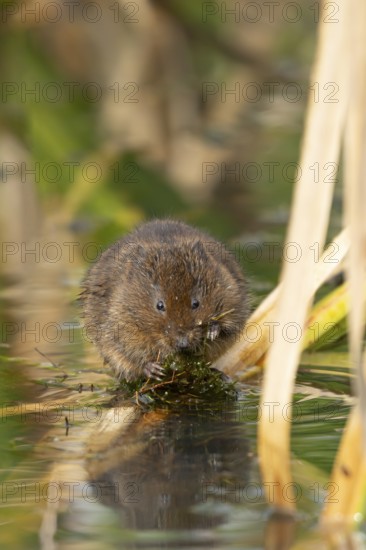 Water vole (Arvicola amphibius) adult animal feeding on pond weed in summer, England, United Kingdom