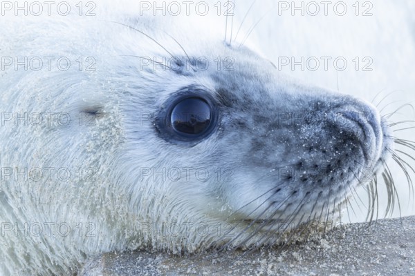 Atlantic grey seal (Halichoerus grypus) juvenile baby pup animal head portrait, England, United Kingdom