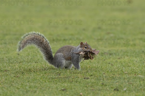 Grey squirrel (Sciurus carolinensis) adult animal with a mouthful of leaves and grass for nesting or bedding material, England, United Kingdom