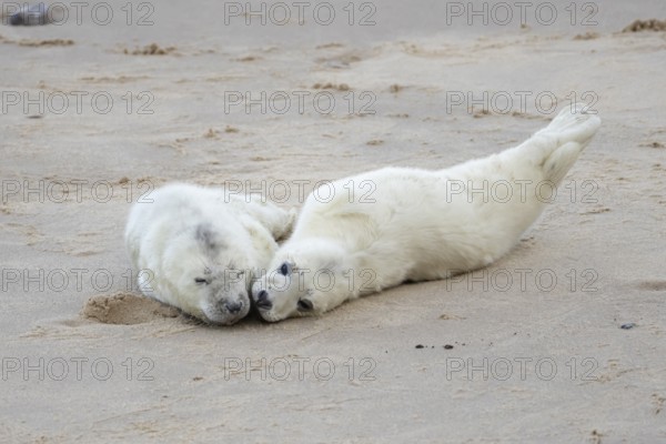 Atlantic grey seal (Halichoerus grypus) two juvenile baby pup animals on a beach, England, United Kingdom