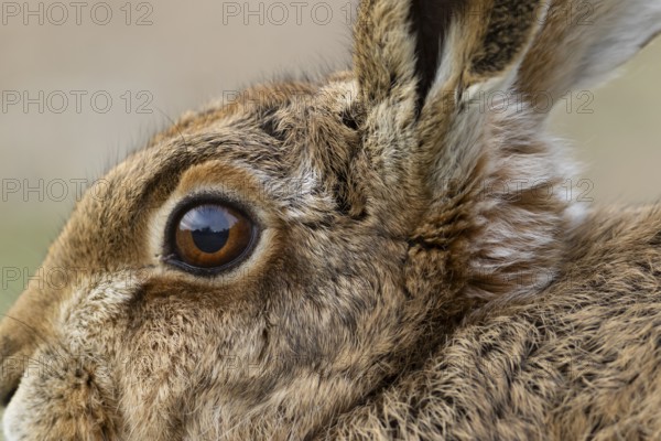 European brown hare (Lepus europaeus) adult animal head portrait close up of its eye, England, United Kingdom