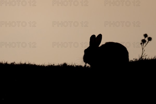 Rabbit (Oryctolagus cuniculus) silhouette of a juvenile baby animal feeding in grassland in summer, England, United Kingdom