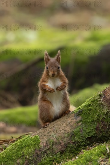 Red squirrel (Sciurus vulgaris) adult animal on moss covered tree stump in a woodland, England, United Kingdom