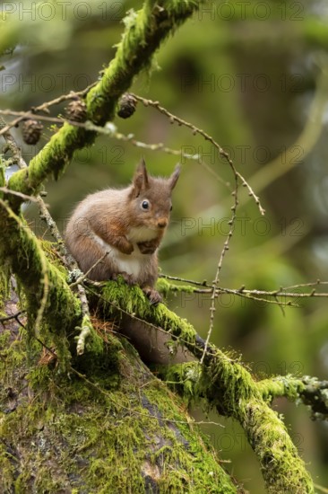 Red squirrel (Sciurus vulgaris) adult animal on moss covered tree branch in a woodland, England, United Kingdom