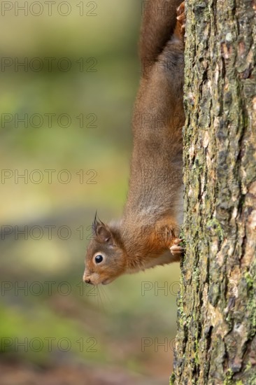 Red squirrel (Sciurus vulgaris) adult animal on a tree trunk in a woodland, England, United Kingdom