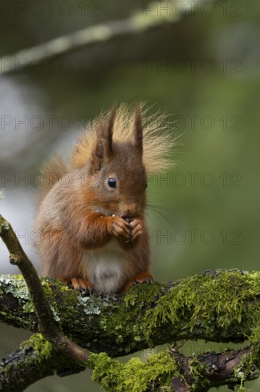 Red squirrel (Sciurus vulgaris) adult animal eating a nut on a tree branch in a woodland, England, United Kingdom