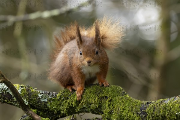 Red squirrel (Sciurus vulgaris) adult animal on a tree branch in a woodland, England, United Kingdom