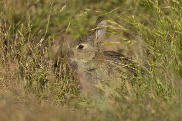 Rabbit (Oryctolagus cuniculus) juvenile baby animal in grassland in summer, England, United Kingdom