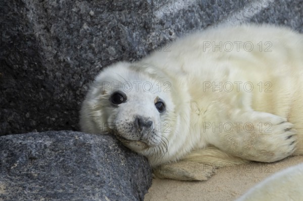 Atlantic grey seal (Halichoerus grypus) juvenile baby pup animal resting on a rock on a beach, England, United Kingdom