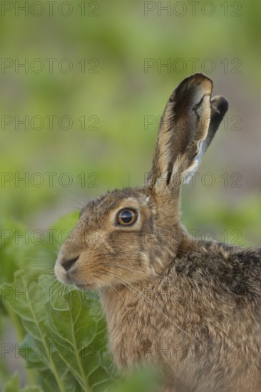 European brown hare (Lepus europaeus) adult animal head portrait, England, United Kingdom
