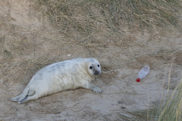 Atlantic grey seal (Halichoerus grypus) juvenile baby pup animal in sand dunes on a beach next to litter or rubbish of a plastic drinks bottle, England, United Kingdom