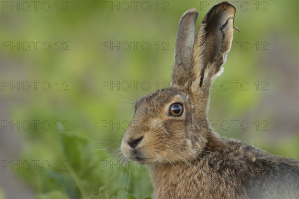 European brown hare (Lepus europaeus) adult animal head portrait, England, United Kingdom