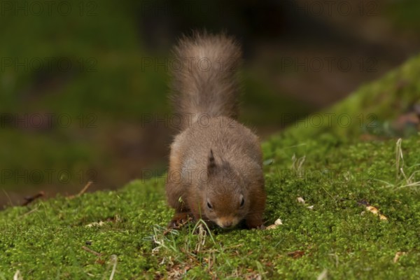 Red squirrel (Sciurus vulgaris) adult animal on moss in a woodland, England, United Kingdom