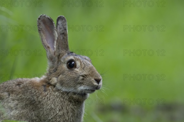 Rabbit (Oryctolagus cuniculus) adult animal head portrait in summer, England, United Kingdom
