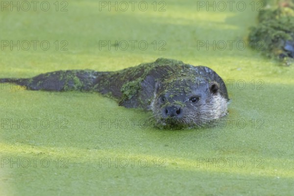 European otter (Lutra lutra) adult animal in water of a lake, England, United Kingdom