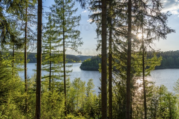 View through the spruce forest of the Eibenstock drinking water dam, Ore Mountains, Saxony, Germany