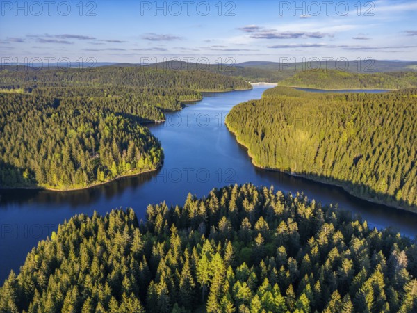 Aerial view, drone photo: spruce forest and beech trees at the Eibenstock drinking water reservoir, Ore Mountains, Saxony, Germany