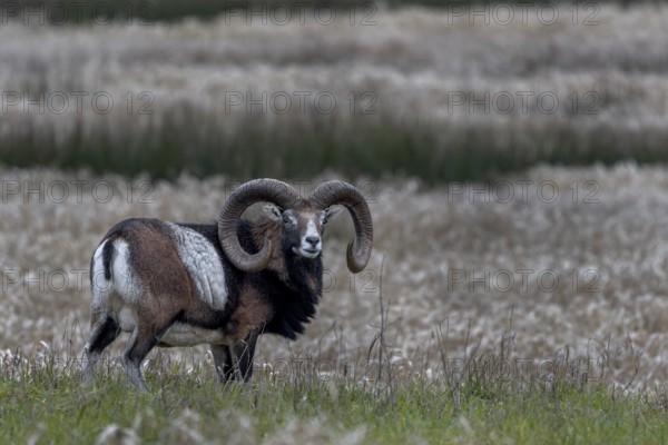 Mouflon ram (Ovis gmelini) on a moorland meadow, Germany