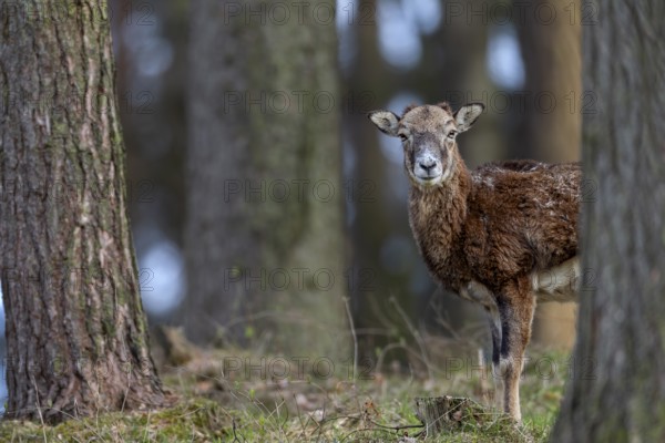 A female mouflon (Ovis gmelini) stands motionless in a pine forest and watches the photographer, Germany