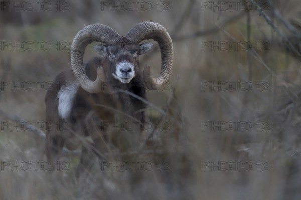 Encounter with a mouflon ram (Ovis gmelini) in the evening, Germany