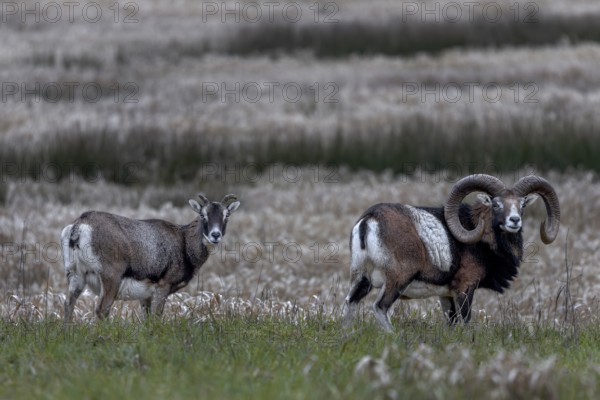 Mouflon rams (Ovis gmelini) and female looking attentively at the photographer, pair, Germany