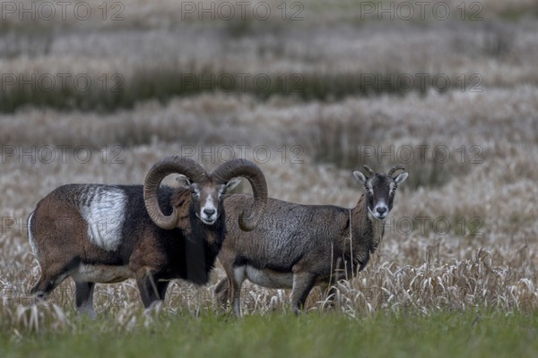 Mouflon rams (Ovis gmelini) and females looking attentively at the photographer, pair, couple, Germany