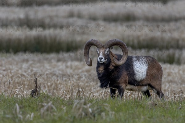 Mouflon ram (Ovis gmelini) with pronounced saddle patch, Germany