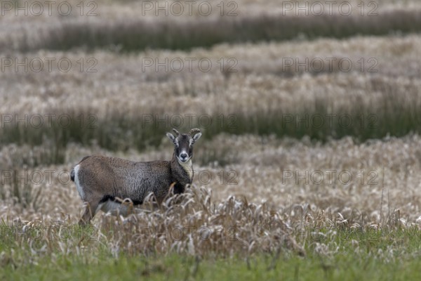 Female mouflon (Ovis gmelini) on a moorland meadow, Germany