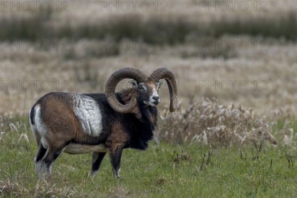 The mouflon ram (Ovis gmelini) is obviously well-fed, Germany