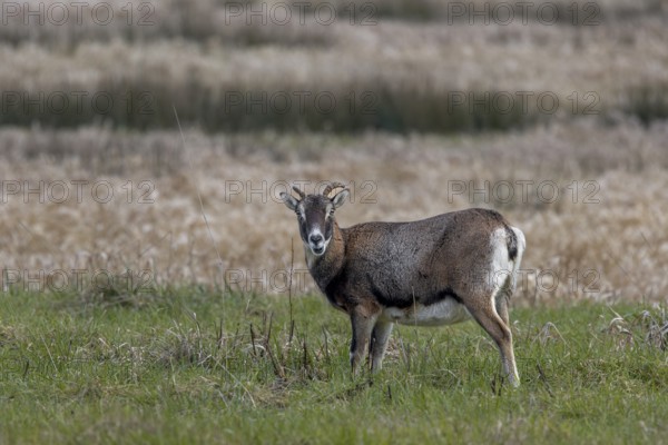 The female mouflon (Ovis gmelini) rarely interrupts her search for food, Germany