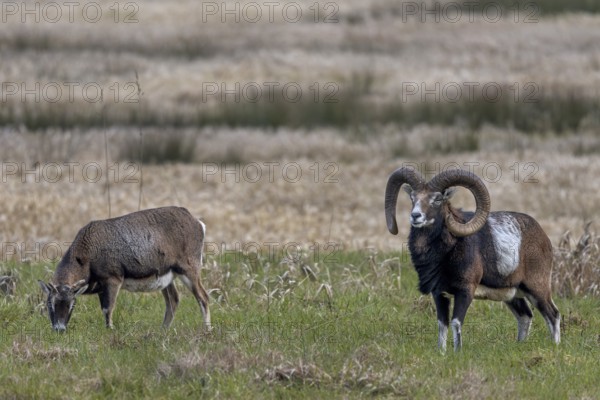 While the female is relaxing and grazing, the mouflon ram (Ovis gmelini) is attentively observing its surroundings, Germany