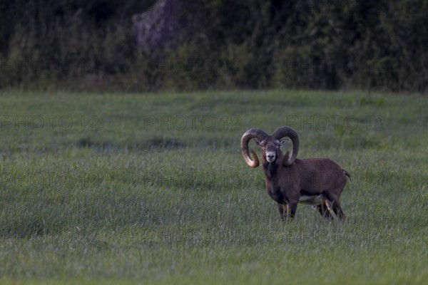 Old mouflon rams (Ovis gmelini) lead an erratic life, when they are disturbed they like to leave the area for a long time, but reappear just as surprisingly at some point, Germany