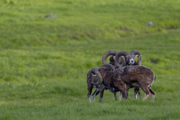 Mouflon rams (Ovis gmelini) are very playful animals, and when they are undisturbed, their pronounced social behaviour can often be observed, Germany