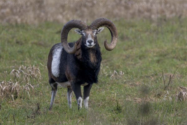 A mouflon ram (Ovis gmelini) stands attentively in a meadow, Germany