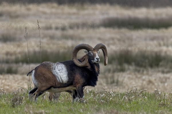 Mouflon rams (Ovis gmelini) and females foraging together, Germany