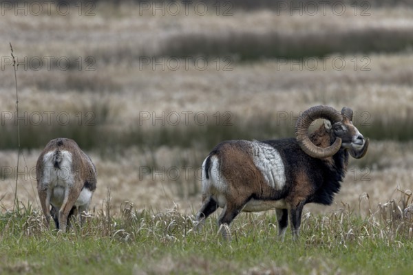The mouflon ram (Ovis gmelini) looks attentively towards the edge of the forest, while the female continues to graze relaxed, Germany