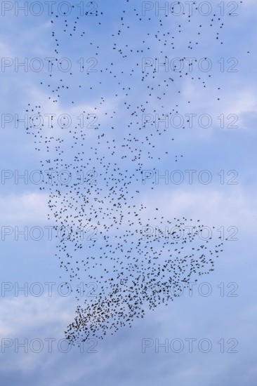 The flight formation of the flock of starlings (Sturnus vulgaris) resembles an elephant's foot, flight formation, bird migration, autumn migration, spring migration, Germany