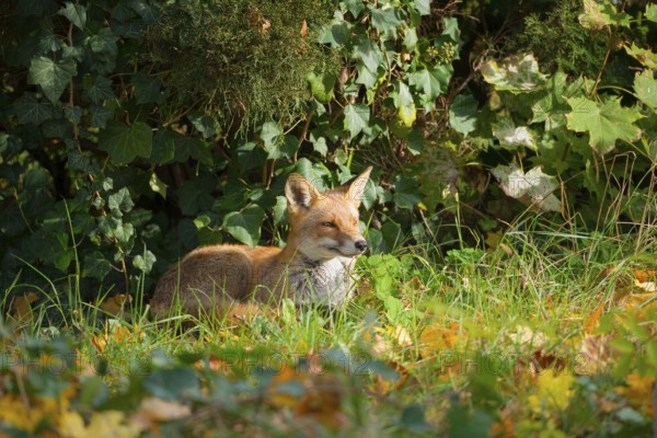 Red fox (Vulpes vulpes) lying upright peacefully and relaxed in the sun under a juniper and ivy between tall grass and autumn leaves, it looks calm and relaxed and seems to be smiling, white throat, healthy, forest edge, forest, forest animal, fluffy, fox fur, camouflage, camouflaged, camouflage colouring, serenity, calm, attentive, autumn leaves, fur pattern, healthy, peaceful, fur, fox red, ears pricked, attention, interest, curiosity, curious, cemetery, Kreuzberg, Berlin, Germany