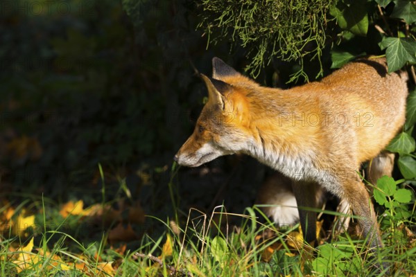 Red fox (Vulpes vulpes) standing peacefully and relaxed in the sun under a juniper and ivy between grass and autumn leaves, looking calmly to the left, white throat, healthy, peaceful, calm atmosphere, forest, forest animal, urban fox in cemetery, fluffy, fox fur, camouflage, camouflaged, camouflage colouring, serenity, calm, attentive, autumn leaves, fur markings, healthy, peaceful, fur markings, fox red, ears pricked, attention, interest, curiosity, curious, Kreuzberg, Berlin, Germany