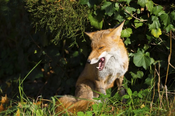 Red fox (Vulpes vulpes) sitting peacefully in the sun under a juniper and ivy between grass and autumn leaves, looking calmly and relaxed to the left and yawning, open mouth, pointed teeth, visible tongue, white throat, healthy, only half-open eyes, peaceful, calm atmosphere, forest, forest animal, urban fox in cemetery, fluffy, fox fur, camouflage, camouflaged, camouflage colouring, cute, tired, tiredness, sunbathing, warmth, serenity, calm, relaxation, Kreuzberg, Berlin, Germany