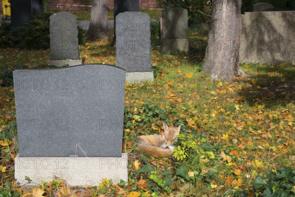 Red fox (Vulpes vulpes) lying peacefully curled up in the sun, grass and autumn leaves, sleeping, closed eyes, animal, forest animal, gravestones and buildings, camouflage, camouflage colouring, camouflage colouring, sleep, wild animal, safety, secure, security, city fox, cemetery, cute, dozing, symbolic image for nap, midday nap, taking a break, relaxation, relaxing, sunbathing, meadow, autumnal, habitat, ecological niche, species protection, stepping stone, biotope, territory, Kreuzberg, Berlin, Germany