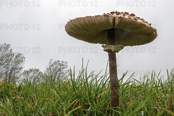 Mushroom, giant umbrella mushroom, parasol (Macrolepiota procera), frog perspective, standing in the grass, Mecklenburg-Western Pomerania, Germany