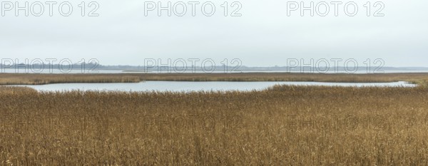 Lagoon area at the Meinigenbrücke near Zingst, panorama, Fischland-Darß-Zingst, Western Pomerania Lagoon Area National Park, Mecklenburg-Western Pomerania, Germany