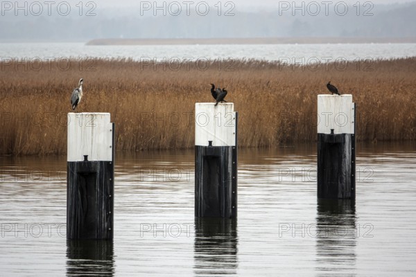 Bodden landscape at Meinigenbrücke near Zingst, grey heron (Ardea cinerea) and cormorant (Phalacrocorax carbo) sitting on bollards, Fischland-Darß-Zingst, Vorpommersche Boddenlandschaft National Park, Mecklenburg-Western Pomerania, Germany