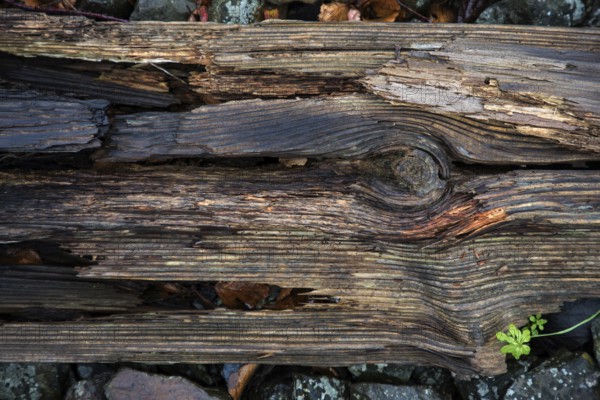 Old weathered railway threshold, detail photo, near Bresewitz station, near Zingst, Mecklenburg-Western Pomerania, Germany