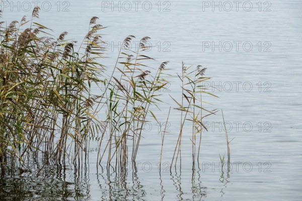 Reed (Phragmites australis) in the Bodden landscape at Meinigenbrücke near Zingst, Fischland-Darß-Zingst, Vorpommersche Boddenlandschaft National Park, Mecklenburg-Western Pomerania, Germany