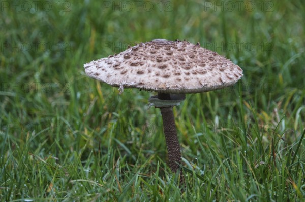 Mushroom, giant parasol (Macrolepiota procera), standing in the grass, Mecklenburg-Vorpommern, Germany