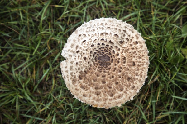Mushroom, giant parasol (Macrolepiota procera), standing in the grass, top view, Mecklenburg-Western Pomerania, Germany